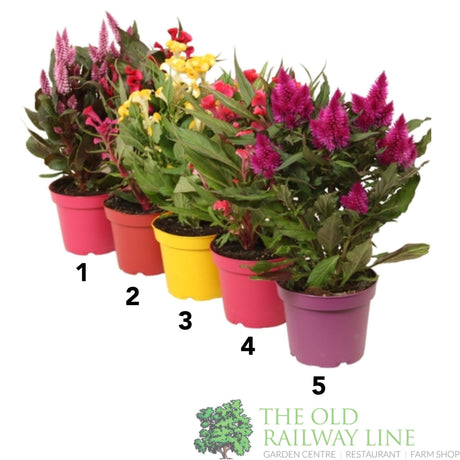 Green Inspiration Celosia Mixed 12cm Pot (Choice of 5) - Old Railway Line Garden Centre
