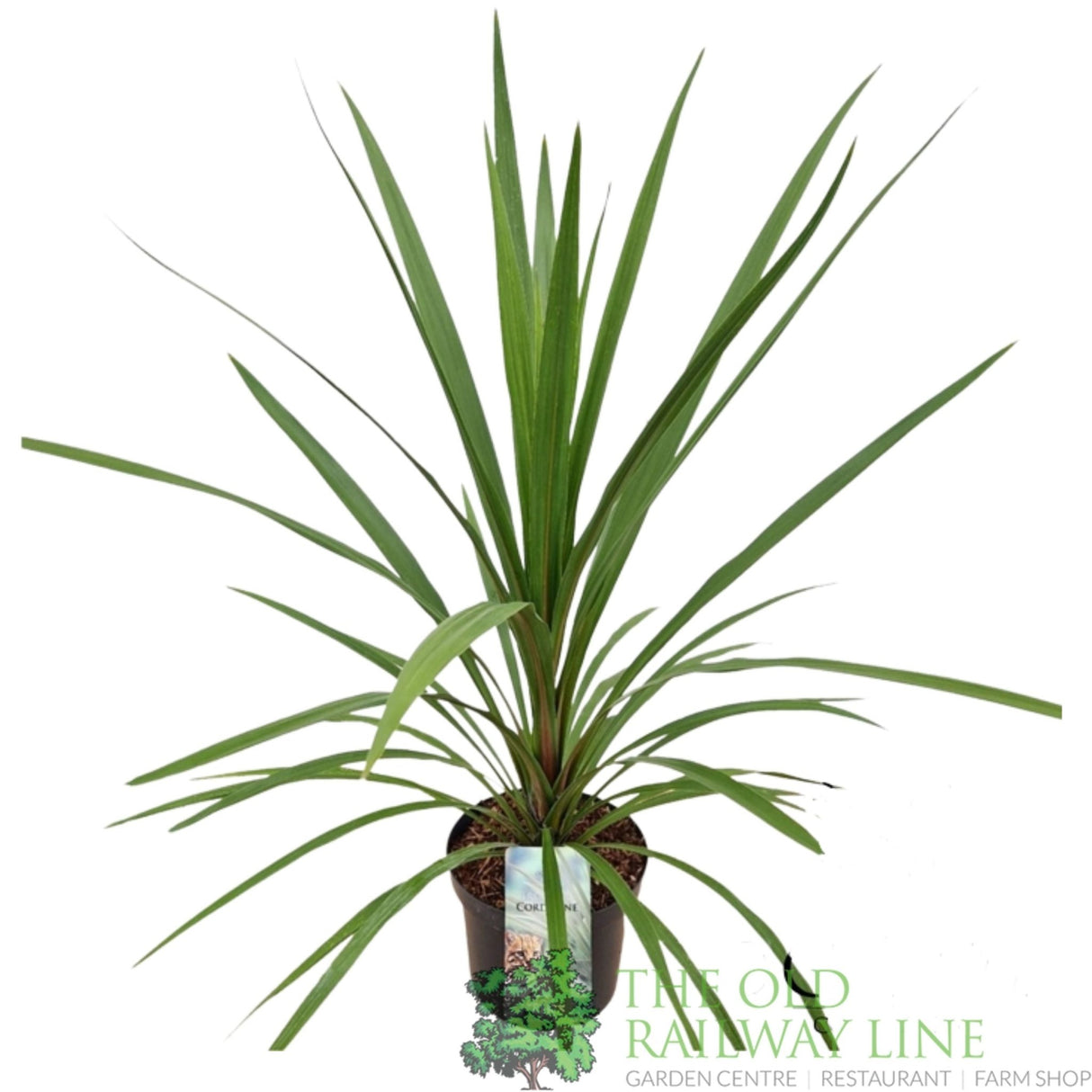 Green Inspiration Cordyline australis 'Peko' 7.5Ltr Pot - Old Railway Line Garden Centre