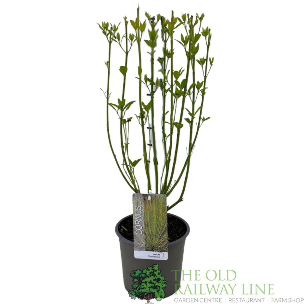 Green Inspiration Cornus sericea 'Flaviramea' 3Ltr Pot - Old Railway Line Garden Centre