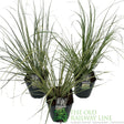 Green Inspiration Cortaderia Selloana Mini Pampas Mixed 23cm Pot - Old Railway Line Garden Centre
