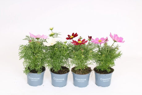 Green Inspiration Cosmos Bipinnatus Mixed 1Ltr Pot - Old Railway Line Garden Centre