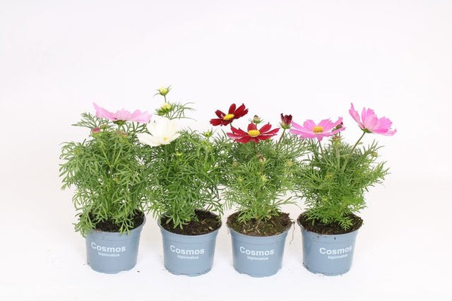 Green Inspiration Cosmos Bipinnatus Mixed 1Ltr Pot - Old Railway Line Garden Centre