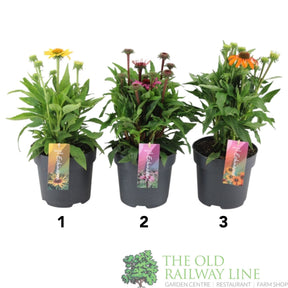 Green Inspiration Echinacea Mixed 2Ltr Pot (Choice of 3) - Old Railway Line Garden Centre