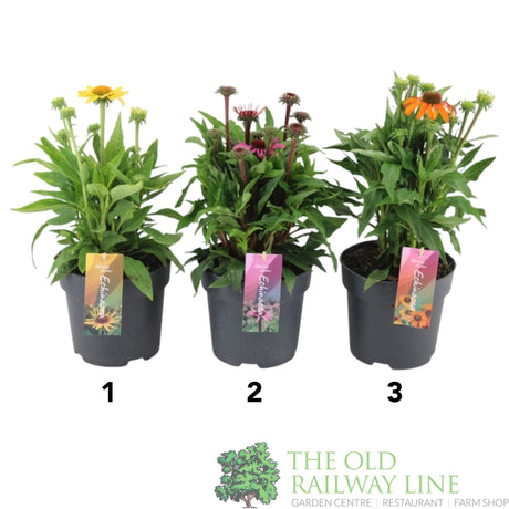 Green Inspiration Echinacea Mixed 2Ltr Pot (Choice of 3) - Old Railway Line Garden Centre