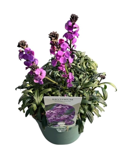 Green Inspiration Erysimum 'Bowles Mauve' 3Ltr Pot - Old Railway Line Garden Centre