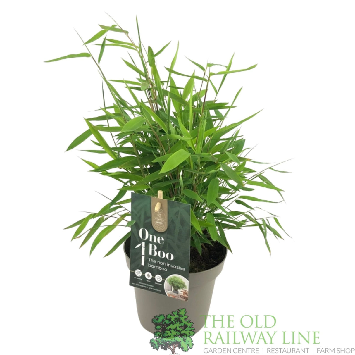 Green Inspiration Fargesia 'One Boo' 1.5Ltr Pot - Old Railway Line Garden Centre
