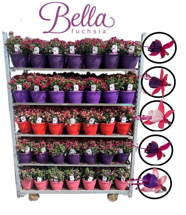 Green Inspiration Fuchsia 'Bella' Mixed Coloured 19cm Pot - Old Railway Line Garden Centre