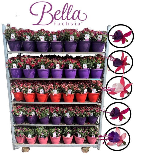 Green Inspiration Fuchsia 'Bella' Mixed Coloured 19cm Pot - Old Railway Line Garden Centre
