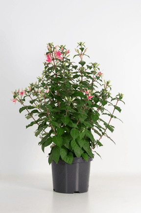 Green Inspiration Fuchsia 'Walz Jubelteen' 21cm Pot - Old Railway Line Garden Centre