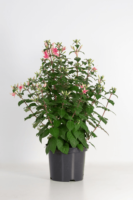 Green Inspiration Fuchsia 'Walz Jubelteen' 21cm Pot - Old Railway Line Garden Centre