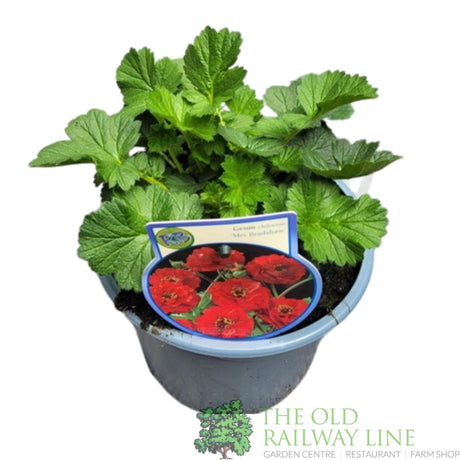 Green Inspiration Geum 'Mrs Bradshaw' 2Ltr Pot - Old Railway Line Garden Centre