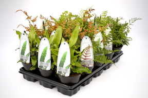 Green Inspiration Hardy Fern Mixed 11cm Pot - Old Railway Line Garden Centre
