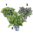 Green Inspiration Hydrangea macrophylla 'Royalty' Mixed 20cm Pot (Choice of 3) - Old Railway Line Garden Centre
