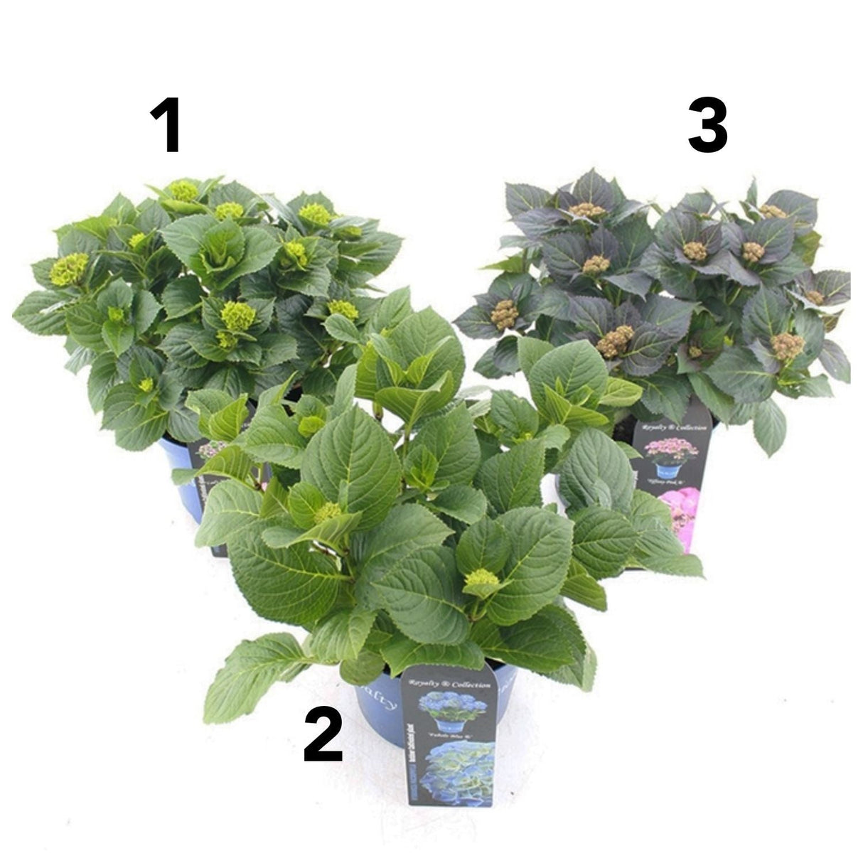 Green Inspiration Hydrangea macrophylla 'Royalty' Mixed 20cm Pot (Choice of 3) - Old Railway Line Garden Centre