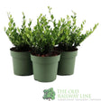 Green Inspiration Ilex Crenata 'Jenny' 17cm Pot - Old Railway Line Garden Centre