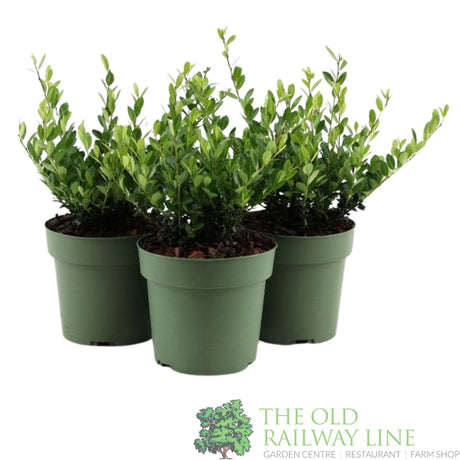 Green Inspiration Ilex Crenata 'Jenny' 17cm Pot - Old Railway Line Garden Centre