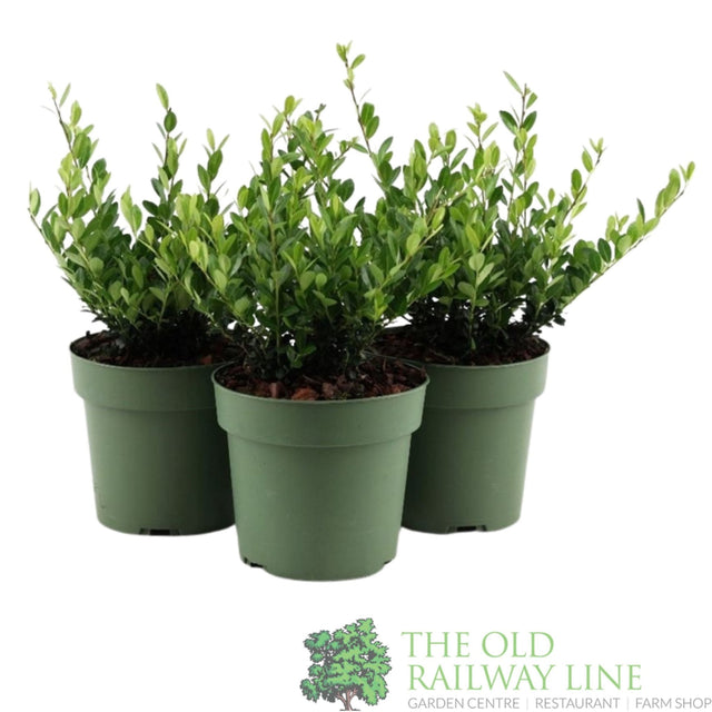 Green Inspiration Ilex Crenata 'Jenny' 17cm Pot - Old Railway Line Garden Centre