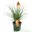 Green Inspiration Kniphofia 'Papaya Popsicle' 2Ltr Pot - Old Railway Line Garden Centre