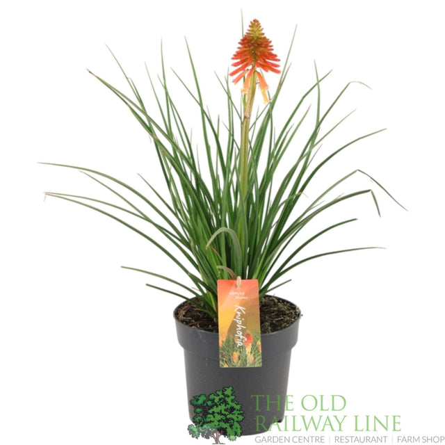 Green Inspiration Kniphofia 'Papaya Popsicle' 2Ltr Pot - Old Railway Line Garden Centre