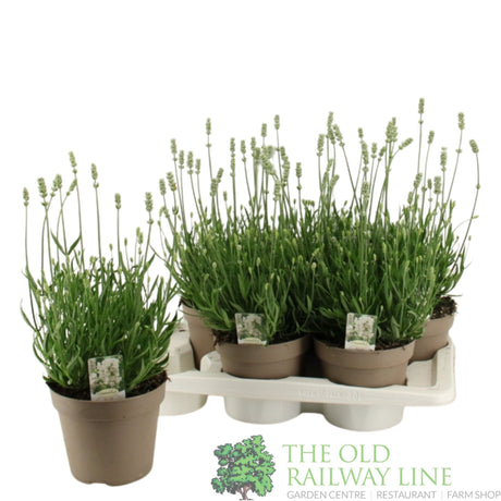 Green Inspiration Lavandula Angustifolia 'Aromance White' 2Ltr Pot - Old Railway Line Garden Centre