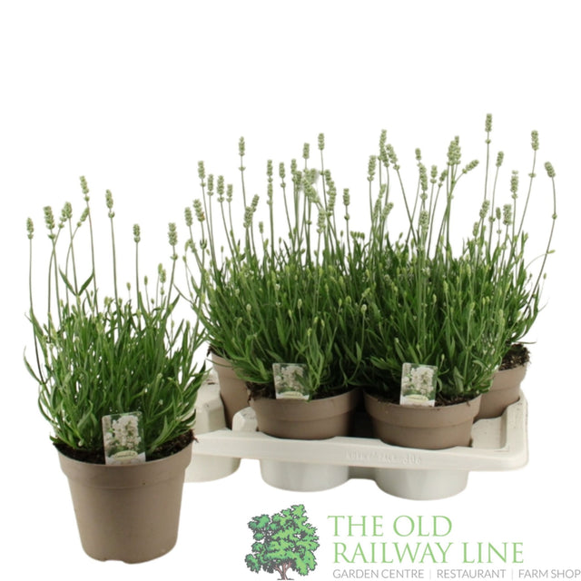 Green Inspiration Lavandula Angustifolia 'Aromance White' 2Ltr Pot - Old Railway Line Garden Centre