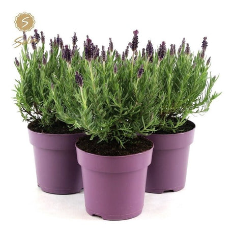 Green Inspiration Lavandula 'St Anouk' Zinc Lavender 15cm Pot - Old Railway Line Garden Centre