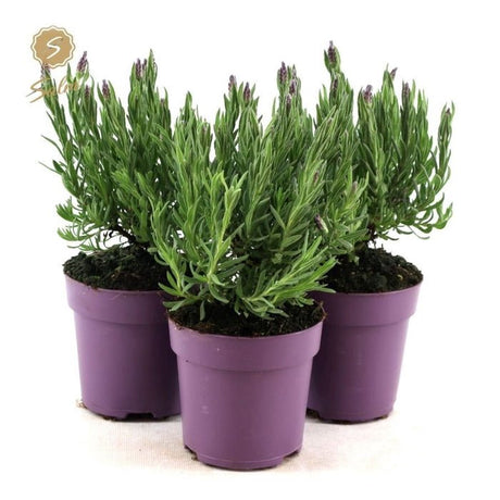 Green Inspiration Lavandula Stoechas 'Anouk' 10.5cm Pot - Old Railway Line Garden Centre