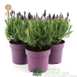 Green Inspiration Lavandula Stoechas Anouk 2Ltr Pot - Old Railway Line Garden Centre
