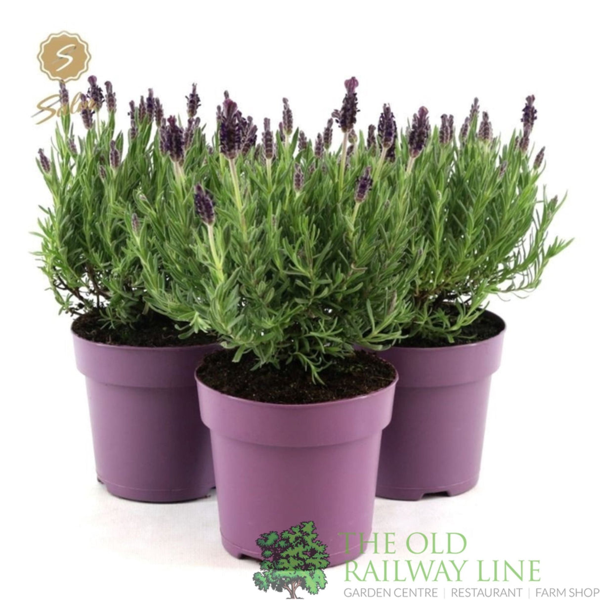 Green Inspiration Lavandula Stoechas Anouk 2Ltr Pot - Old Railway Line Garden Centre