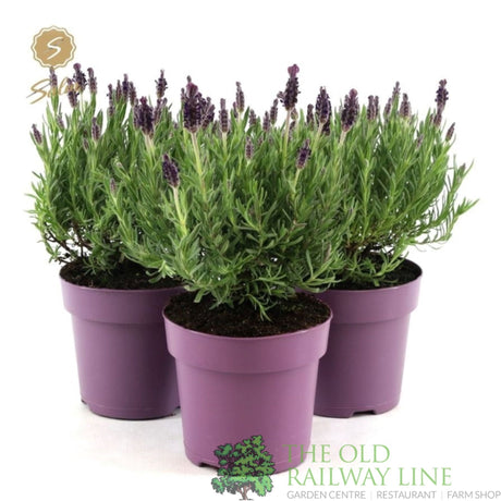 Green Inspiration Lavandula Stoechas Anouk 2Ltr Pot - Old Railway Line Garden Centre