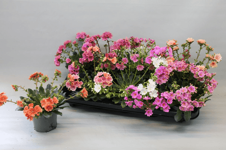 Green Inspiration Lewisia 'Mountain Dreams' 10.5cm Pot - Old Railway Line Garden Centre