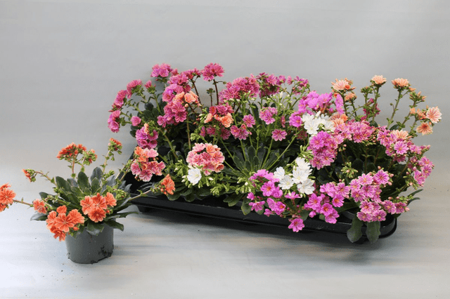 Green Inspiration Lewisia 'Mountain Dreams' 10.5cm Pot - Old Railway Line Garden Centre