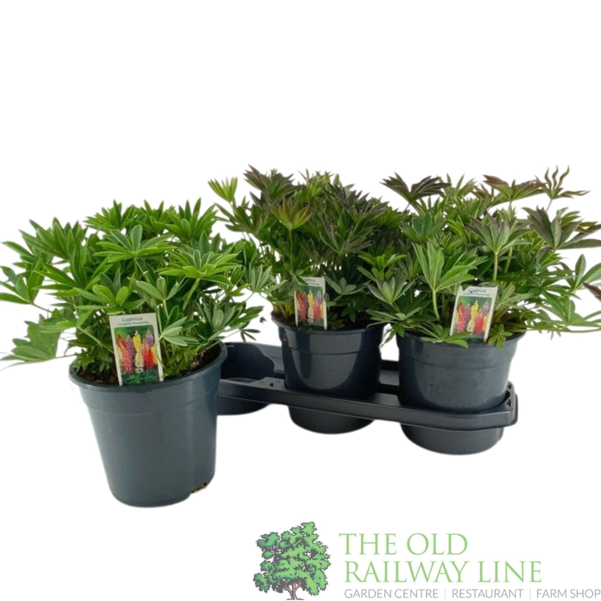 Green Inspiration Lupin Mixed 3Ltr Pot - Old Railway Line Garden Centre