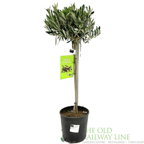 Green Inspiration Olea Europaea 'Olive Tree' 22cm Pot - Old Railway Line Garden Centre
