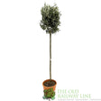 Green Inspiration Olea Europaea 'Olive Tree' 26cm Pot - Old Railway Line Garden Centre