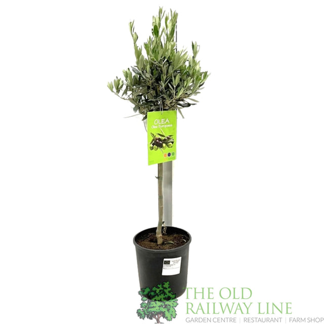 Green Inspiration Olea Europaea 'Olive Tree' Mini Stem 18cm Pot - Old Railway Line Garden Centre