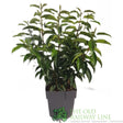 Green Inspiration Prunus lusitanica 'Angustifolia' 5Ltr Pot - Old Railway Line Garden Centre