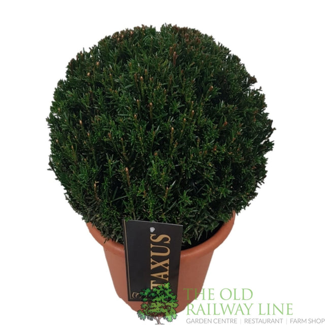 Green Inspiration Taxus baccata 25 - 30cm Ball 20cm Pot - Old Railway Line Garden Centre