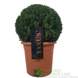 Green Inspiration Taxus baccata 30 - 35cm Ball 24cm Pot - Old Railway Line Garden Centre