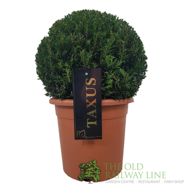 Green Inspiration Taxus baccata 30 - 35cm Ball 24cm Pot - Old Railway Line Garden Centre