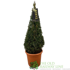 Green Inspiration Taxus baccata 60cm Cone 22cm Pot - Old Railway Line Garden Centre