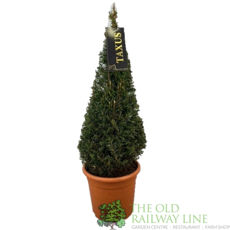 Green Inspiration Taxus baccata 60cm Cone 22cm Pot - Old Railway Line Garden Centre