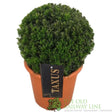 Green Inspiration Taxus 'Groenland' 40/45cm Ball 28cm Pot - Old Railway Line Garden Centre