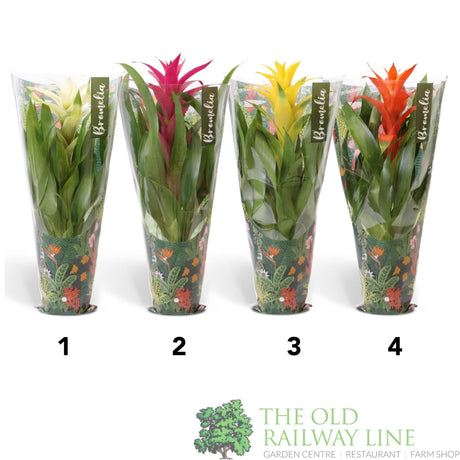 Guzmania lingulata mixed 12cm (Choice of 4) - Old Railway Line Garden Centre