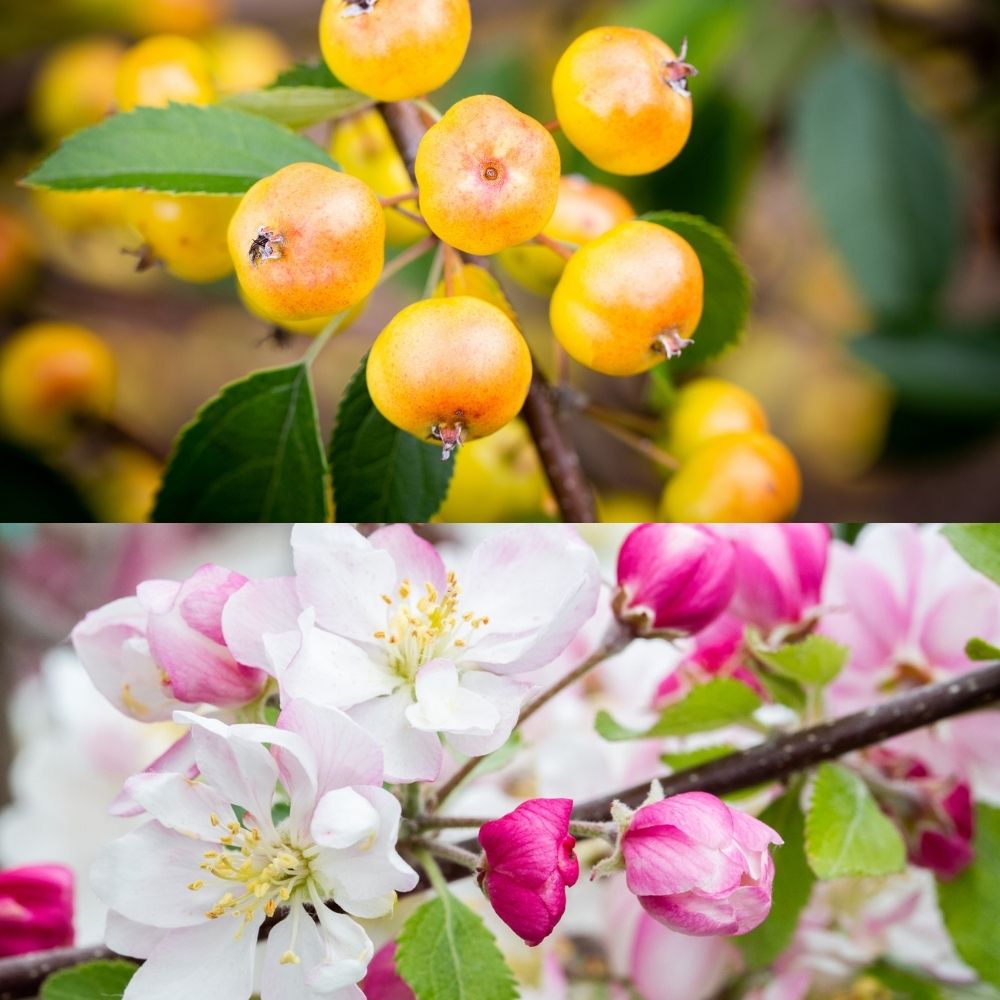 Crab Apple Tree 'Halloween' 12Ltr Pot