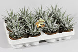 Haworthia 'Alba' Houseplant 8cm Pot - Old Railway Line Garden Centre