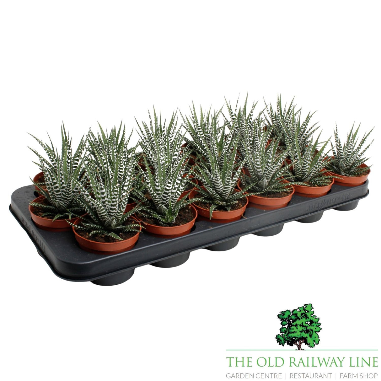 Haworthia big band Houseplant - 8.5cm Pot