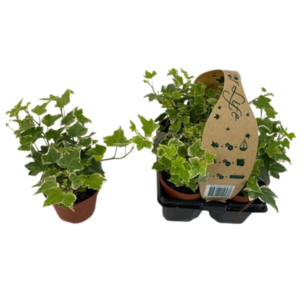 Hedera helix 'Common Ivy' Plant - (Pack of 4)