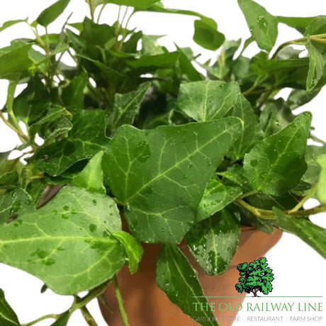 Hedera Assorted Ivy Plant- 12cm Pot