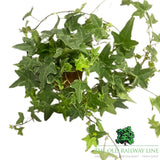Hedera Assorted Ivy Plant- 12cm Pot